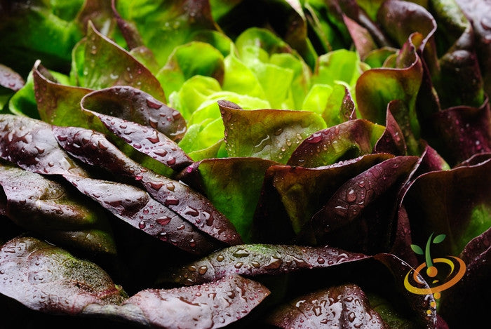 Fresh romaine lettuce with red-tipped leaves and water droplets, showcasing romaine lettuce seeds variety