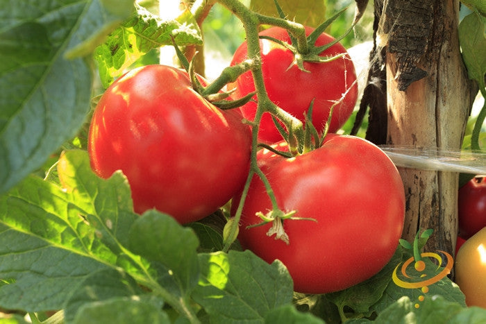 Ripe Ace 55 Tomato fruits on vine with green leaves and garden stake support