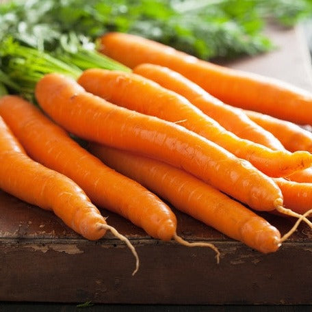 Organic Kuroda carrot seeds from SeedsNow, 8-inch long carrot variety, shown in a clear close-up image.