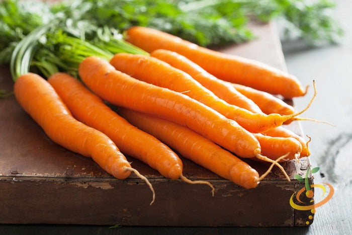 Kuroda carrot seeds from SeedsNow, 8-inch long carrot variety, displayed in a natural setting with soil and seedlings.