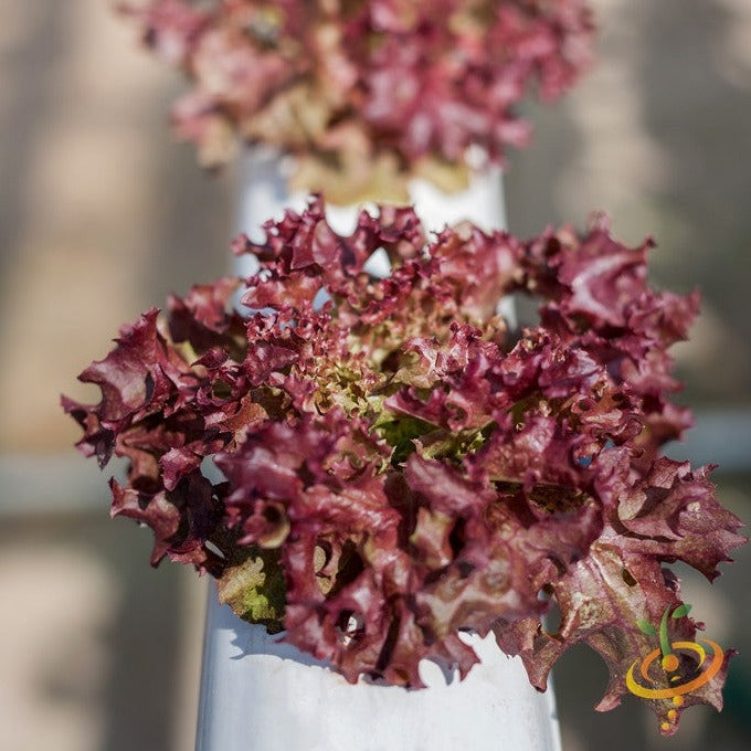 Close-up of red leaf lettuce Salad Bowl variety growing in a hydroponic system
