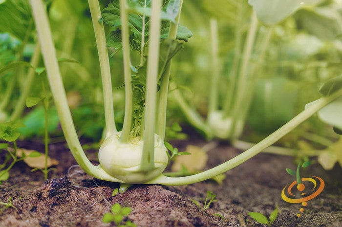 White Vienna kohlrabi seeds from SeedsNow, small round seed packet for growing white kohlrabi vegetables.