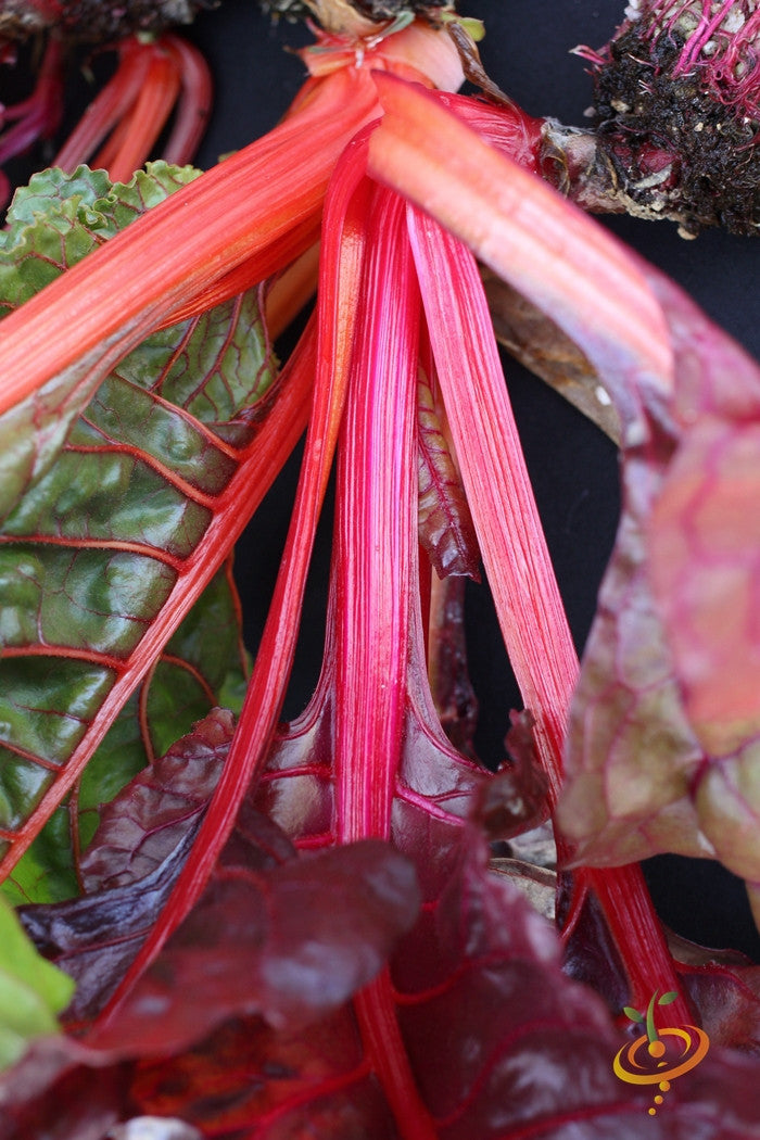 Hot pink Swiss chard seeds from SeedsNow, fresh and vibrant, ready for planting in a garden or container.