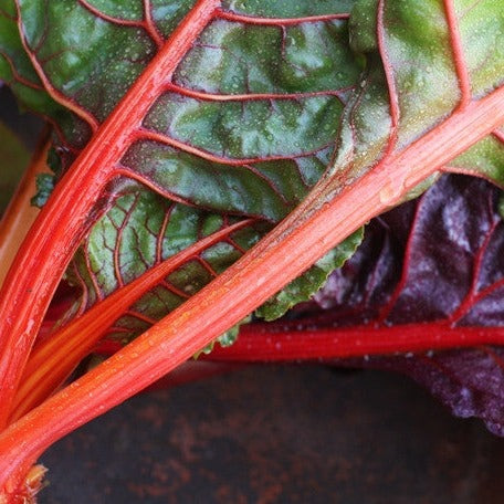 Swiss Chard Ruby Red Seeds | Easy to Grow, High Nutrition Swiss Chard