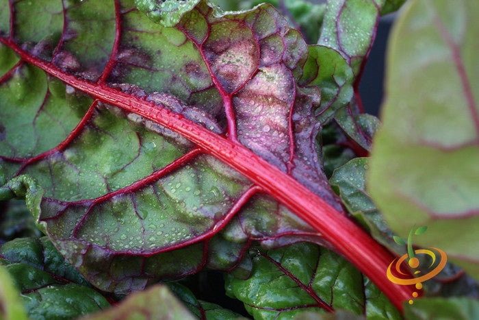 Swiss chard Magenta Sunset seeds in a packet, ready for planting, with vibrant magenta-colored leaves visible.