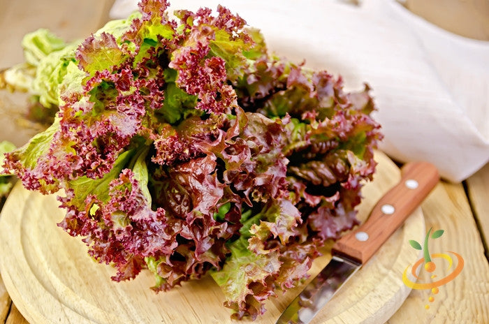 Fresh Lettuce Salad Bowl with red leaves on wooden cutting board and knife
