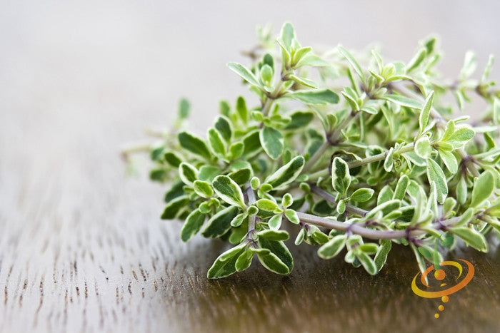 Close-up of fresh thyme herb leaves on wooden surface