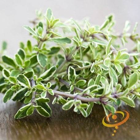 Thyme seeds - Aromatic, flavorful herb for cooking & medicinal use