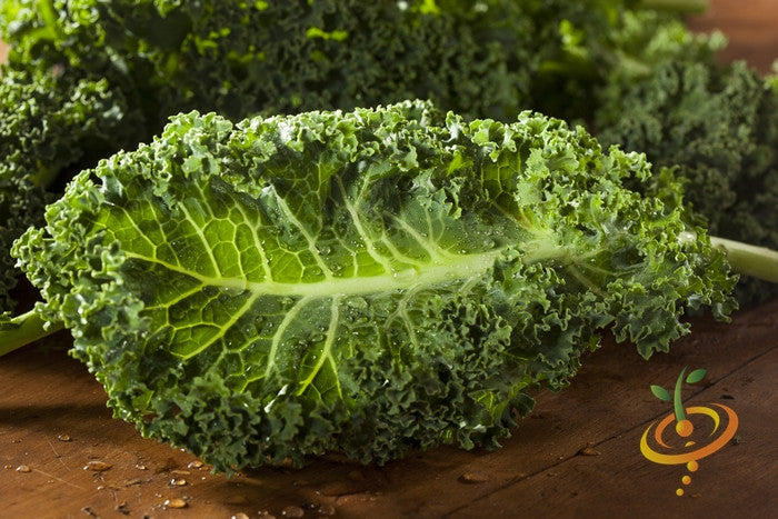 Fresh green Vates kale leaves from SeedsNow, showcasing vibrant, healthy kale seeds ready for planting.