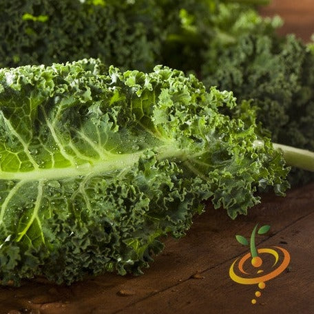 Fresh green kale leaves from SeedsNow Vates kale seeds, showing vibrant, curly foliage on a white background.