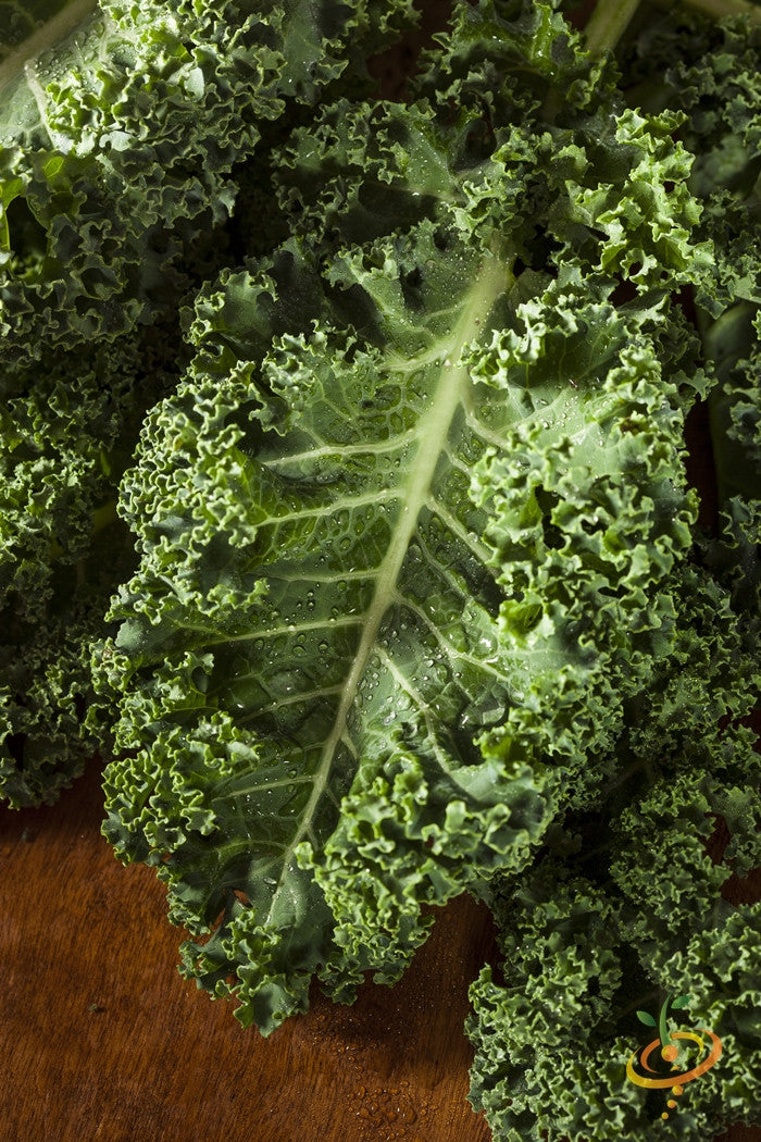 Vates kale seeds by SeedsNow, showcasing vibrant green kale seed packets for gardening and planting.