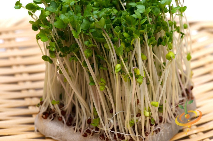 Close-up of fresh broccoli sprouts microgreens growing on a woven mat