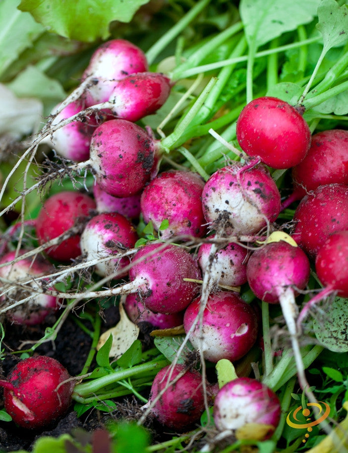Fresh red radish Sparkler seeds from SeedsNow, ready for planting in vegetable garden or farm.