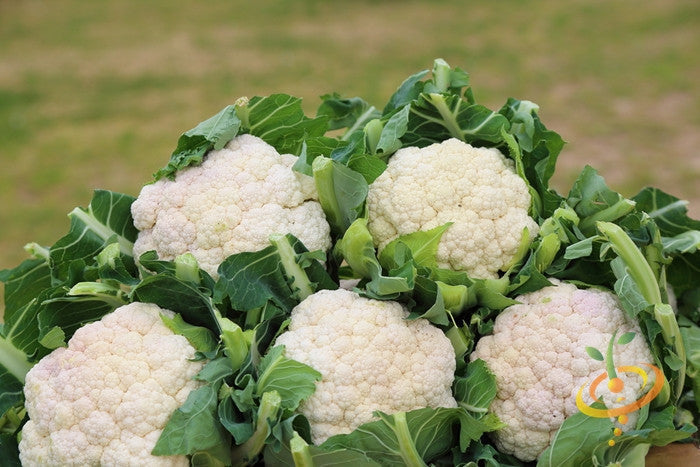 Large white cauliflower heads with dark green leaves growing in a field, showcasing Cauliflower - All Year Round seeds variety