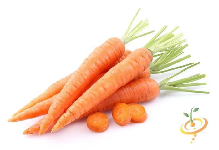 Fresh Kuroda carrot seeds from SeedsNow, 8 inches long, displayed on a white background, ready for planting in vegetable gardens.