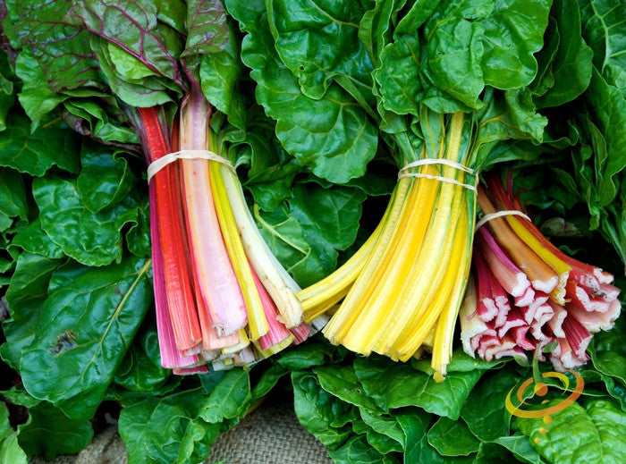 Rainbow mix Swiss chard seeds from SeedsNow, showing colorful chard seedlings in a garden setting.