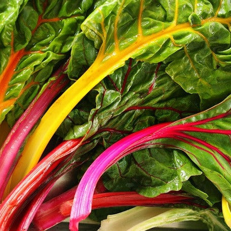 Swiss Chard Rainbow Mix Seeds | Easy to Grow Heirloom Variety