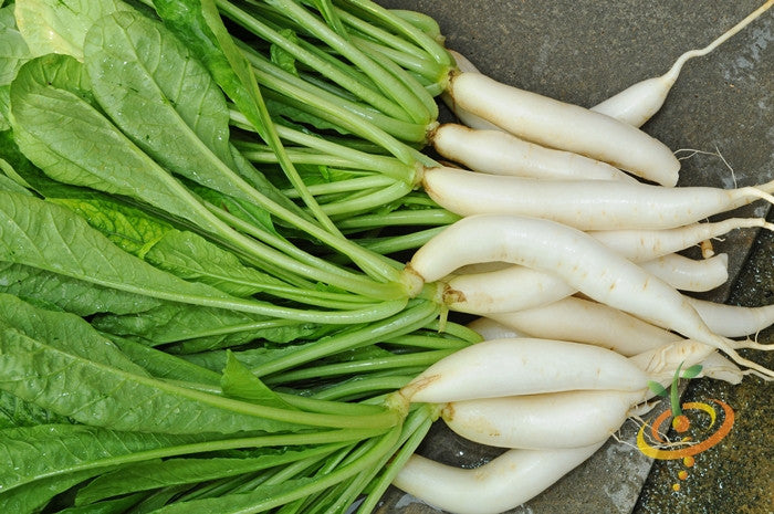 Japanese Minowase Daikon radish seeds by SeedsNow, showing fresh radish seeds on a white background.