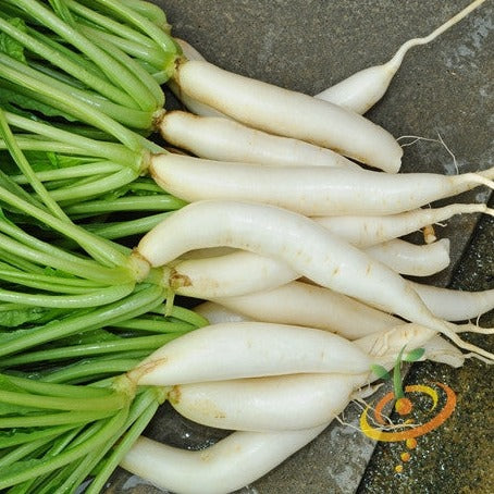 Buy Japanese Minowase/Daikon "Big Root" radish seeds online in the USA. GIANT 24" long! Buy Open-pollinated OP, USA-quality, Heirloom, NON-GMO organic seeds & more!
