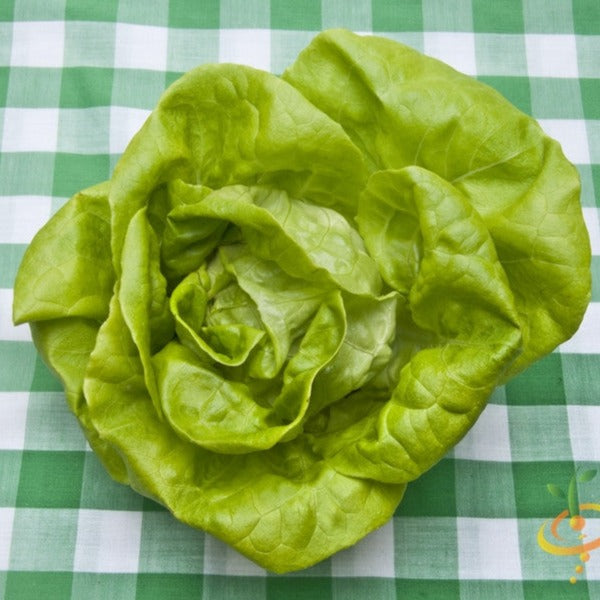 Fresh Summer Bibb lettuce from SeedsNow, showing vibrant green leaves and compact heads ready for harvest.