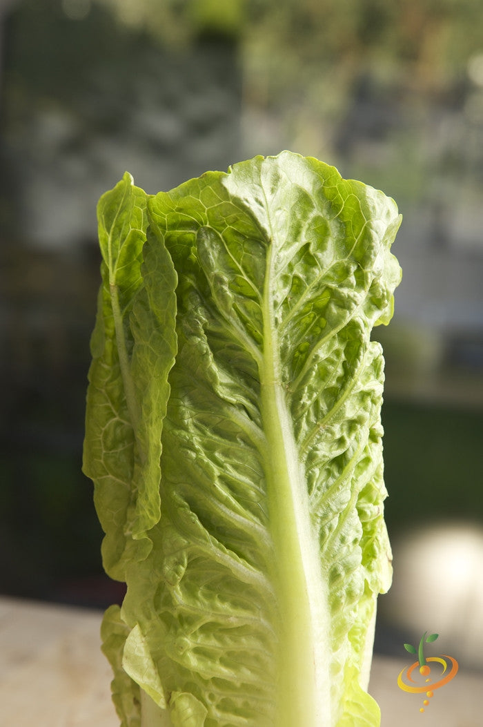 Fresh romaine lettuce leaves from SeedsNow Paris Island Cos seeds, showcasing crisp, green lettuce with a fresh, leafy appearance.