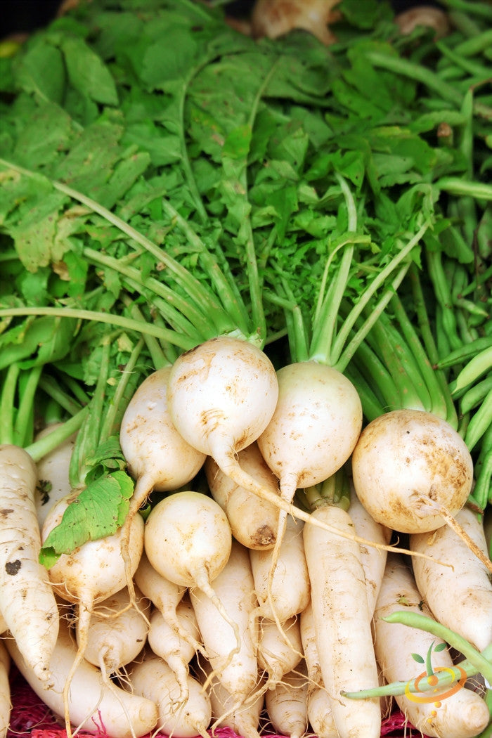 Fresh white Hailstone radish seeds with green leafy tops, ready for planting