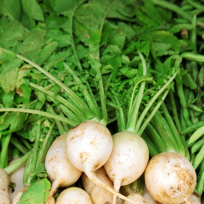 Shop for fresh White Hailstone Radish seeds online in the USA. White skin, white flesh. Buy Open-pollinated OP, USA-quality, Heirloom, NON-GMO organic seeds & more!