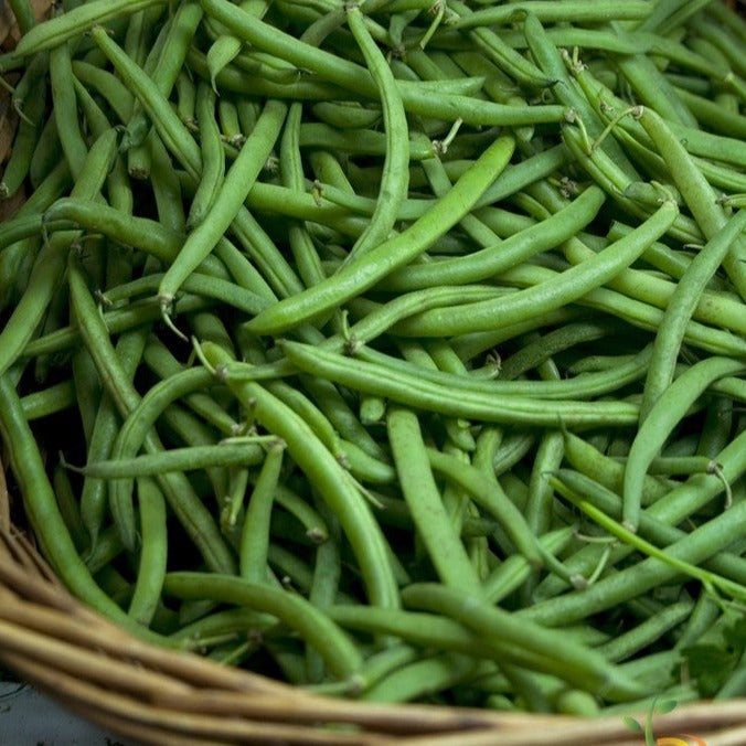 Tendergreen Bush Bean seeds for sale in the USA! Stringless, easy grow, high yields. Find USA-quality heirloom organic non-GMO seeds to plant in the organic garden!