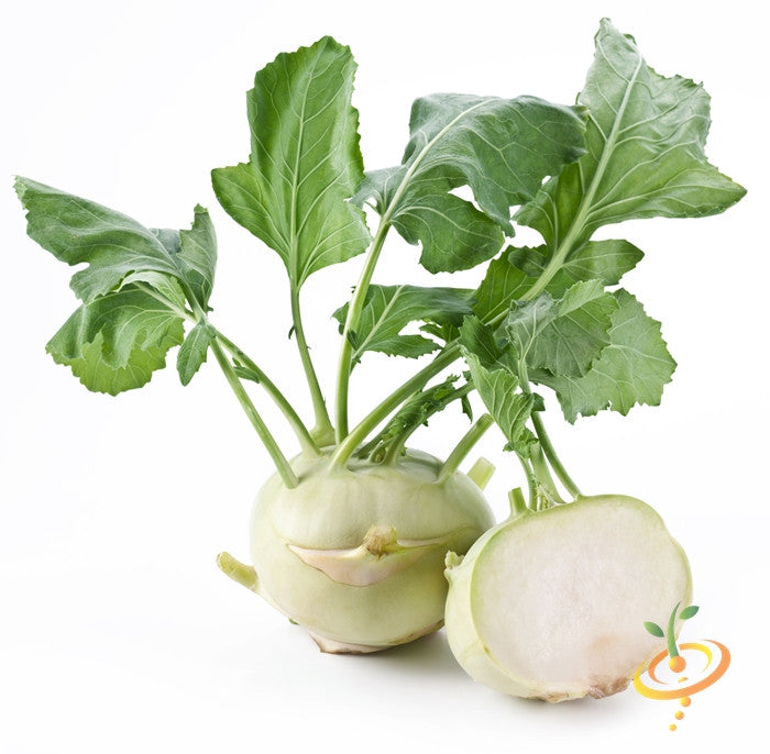 Fresh white Kohlrabi Delicatesse with green leaves and one sliced in half on white background