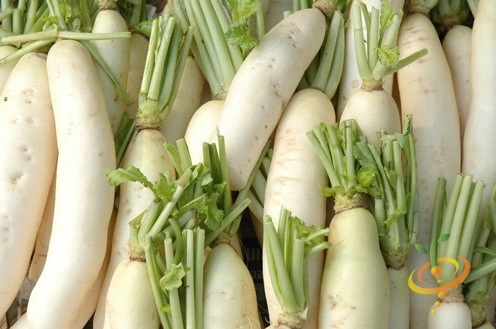 Japanese Minowase Daikon radish seeds from SeedsNow, showing vibrant green tops and large white roots ready to grow