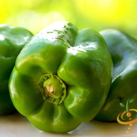 Close-up of fresh green Yolo Wonder sweet peppers from Capsicum annuum plant