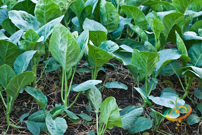 Young Kale - Premier seeds plants growing in soil during early stages of growth