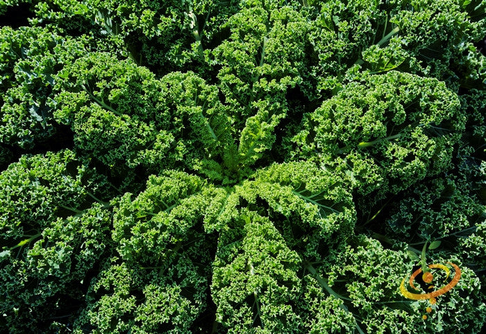Blue Curled Scotch kale plant with finely curled blue-green leaves and dense growth