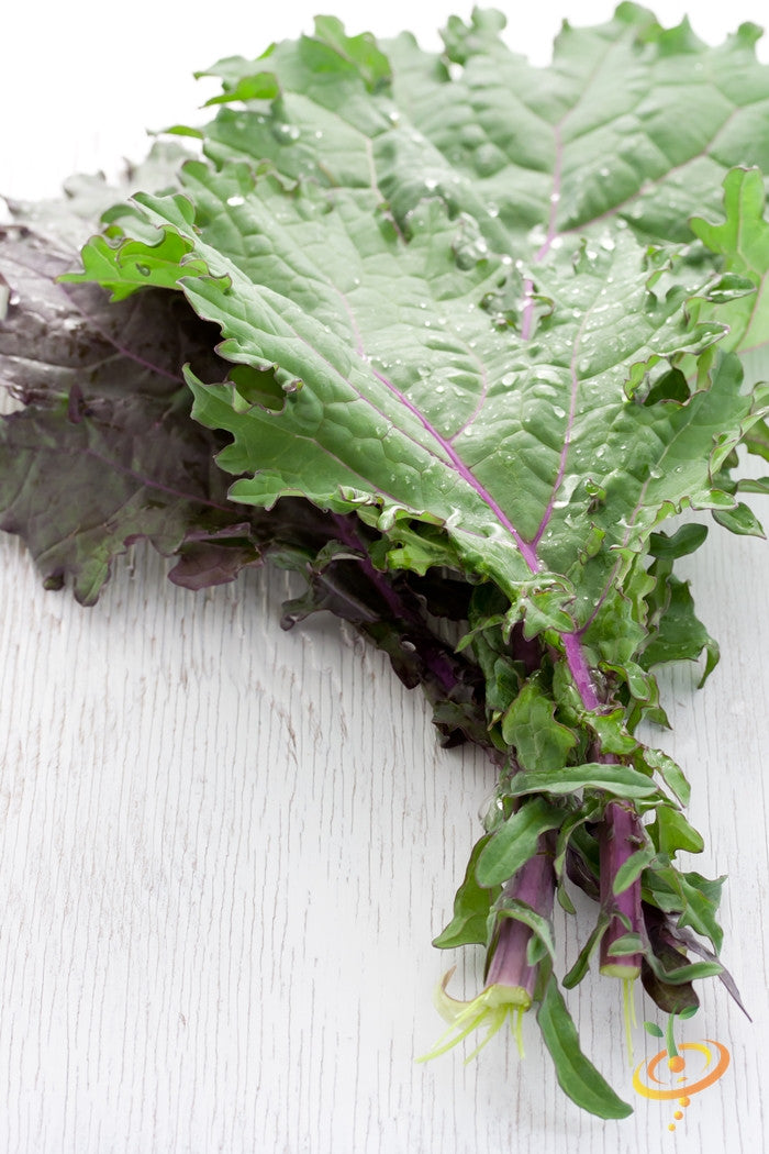Fresh Red Russian kale leaves with purple stems on a white background