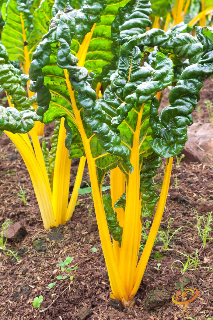 Fresh Swiss Chard orange seeds from SeedsNow, showing vibrant seed packets for planting and gardening.