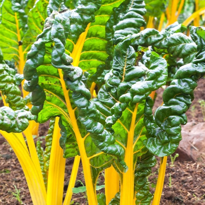 Swiss Chard Orange Seeds | Easy to Grow Bright Orange Leafy Green