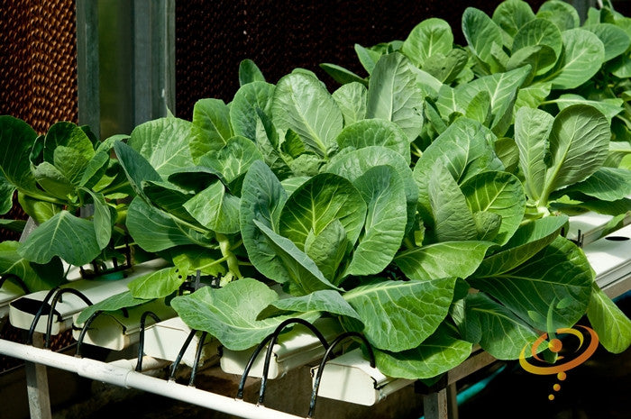 Close-up of healthy green Kale - Premier seeds growing in a controlled environment