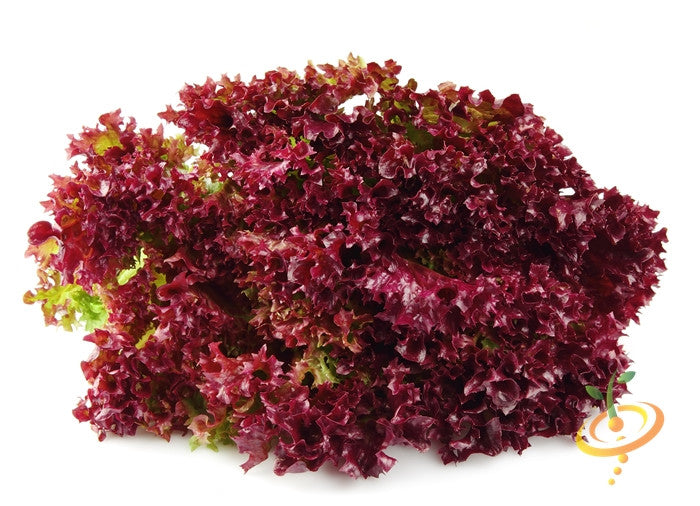 Fresh red leaf Lettuce Salad Bowl variety with curly edges isolated on white background