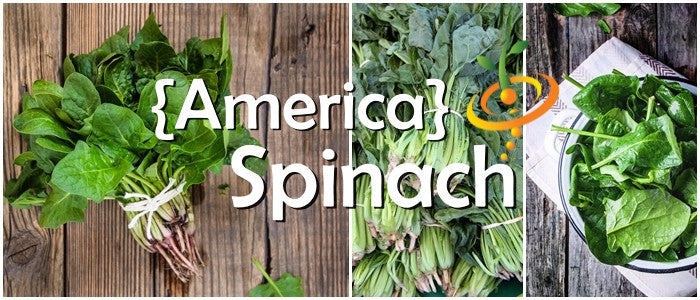 Fresh green spinach leaves from SeedsNow's America seeds, showcasing vibrant, healthy spinach ideal for salads and cooking.