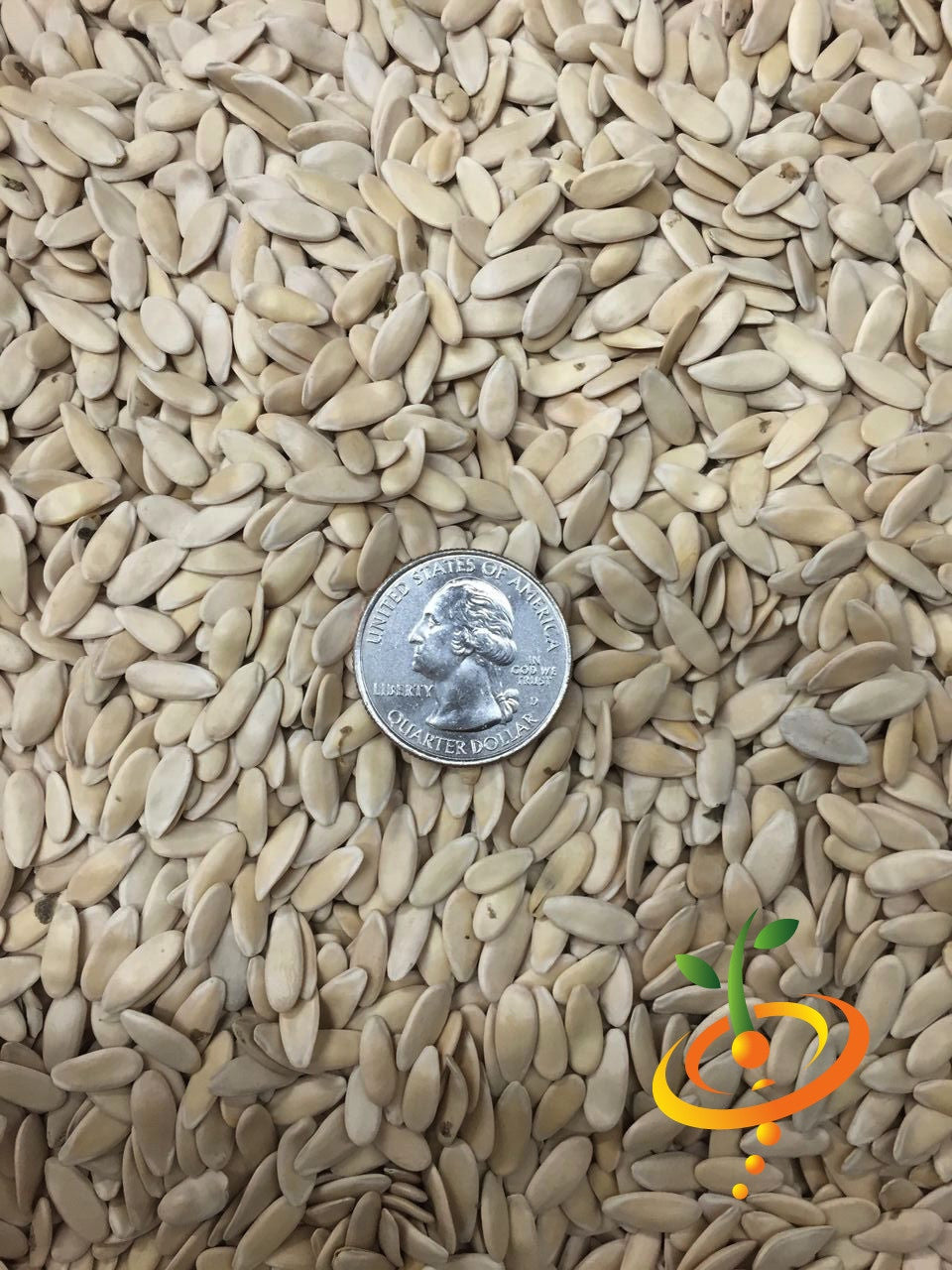 Armenian long green cucumber seeds, also known as Metki serpent melon, shown in the SeedsNow packaging.