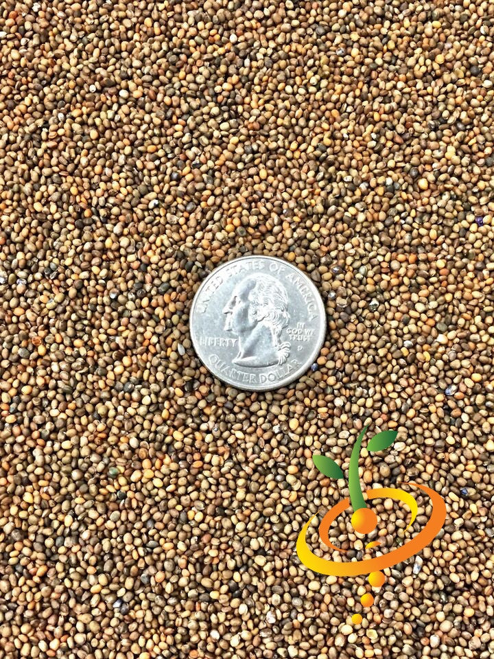 Fresh arugula seeds from SeedsNow, showcasing small green arugula (rocket) seeds ideal for planting and growing peppery greens.