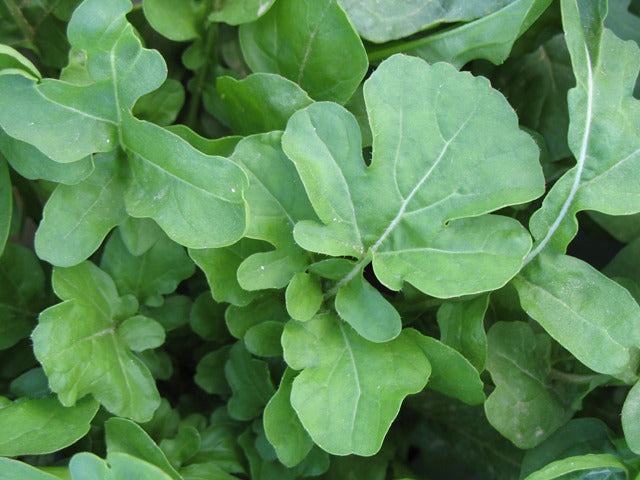 Fresh arugula (Rocket) seeds from SeedsNow, showing vibrant green arugula leaves and seed packet for home gardening.