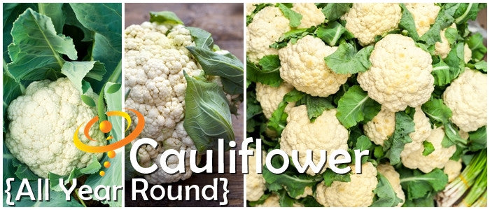 Cauliflower all year round seeds with large white heads and dark green leaves