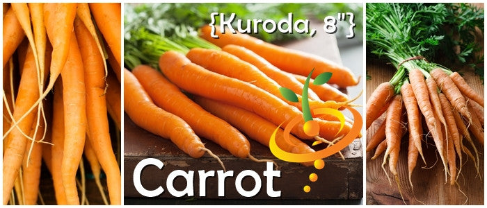 Fresh Kuroda carrot seeds from SeedsNow, featuring 8-inch long carrot seeds on a vibrant banner background.