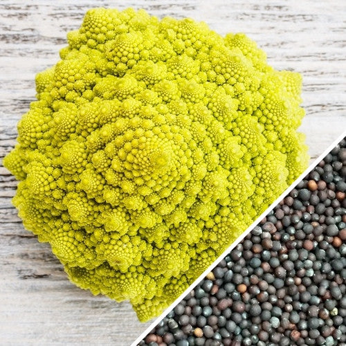 Romanesco Italia broccoli seeds from SeedsNow, small green seeds for growing vibrant, fractal-patterned broccoli plants.