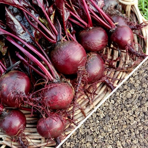Fresh deep red Bulls Blood beets with dark red stems and Beet Bulls Blood seeds in a basket