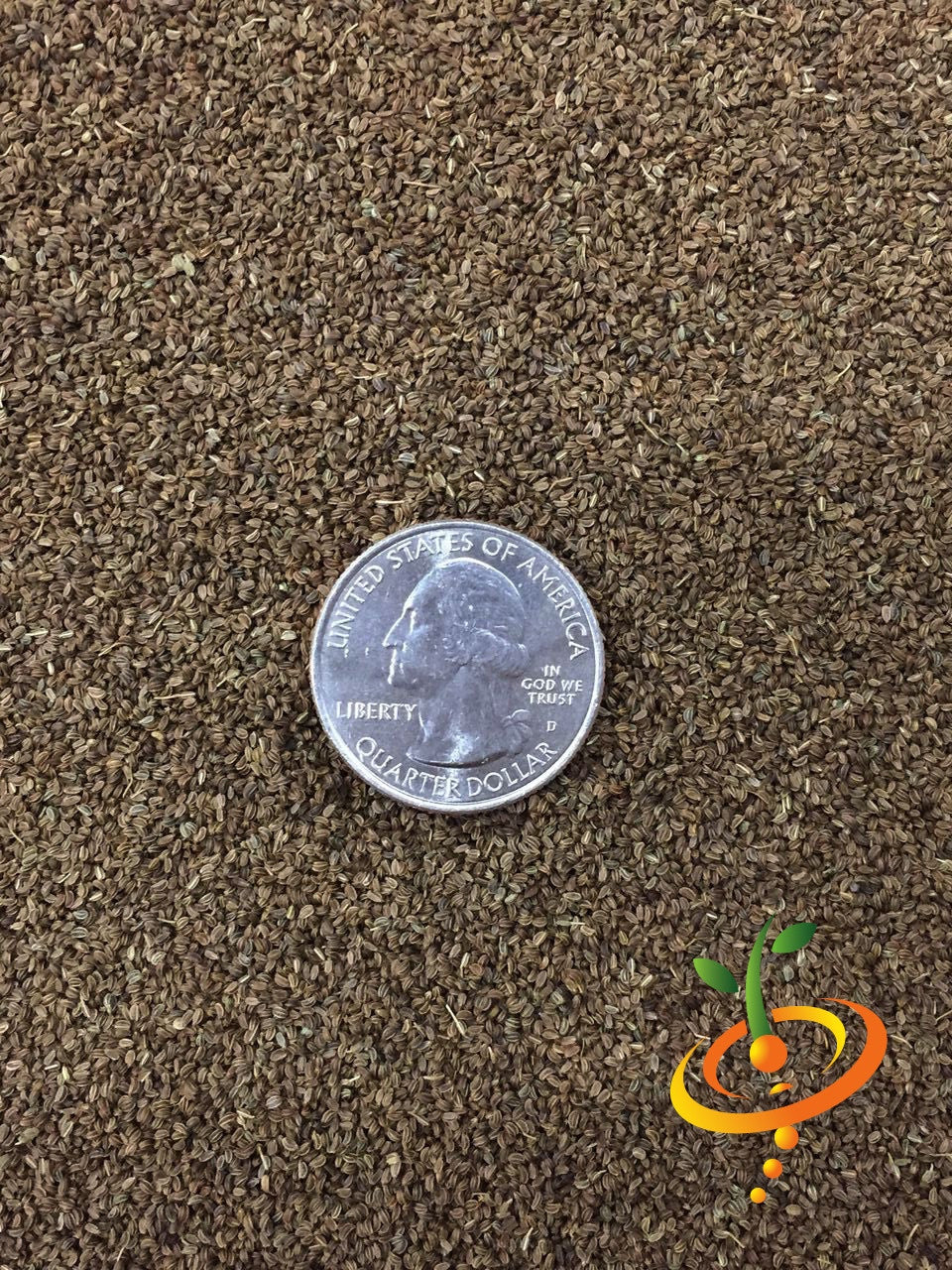 Close-up of celery Tendercrisp seeds with US quarter for size comparison