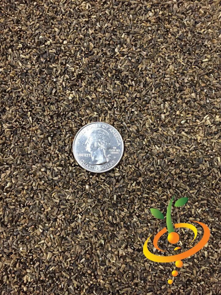 Close-up of chicory witloof white seeds with a US quarter for size reference