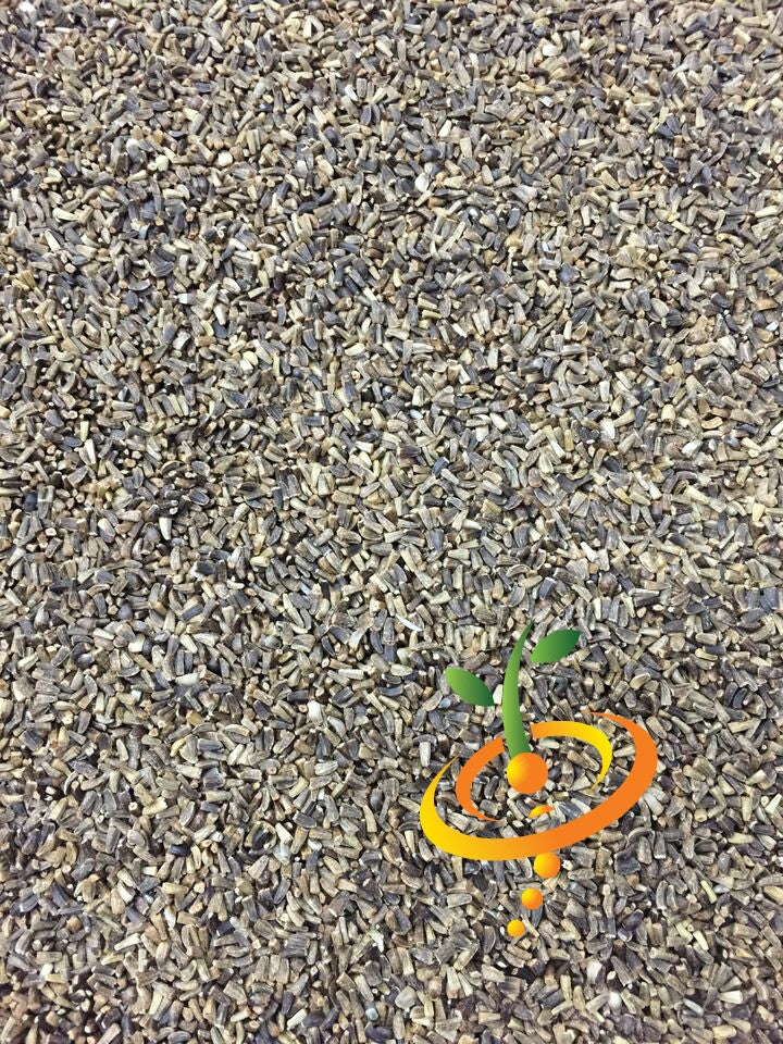 Close-up of Chicory - Witloof white seeds for planting