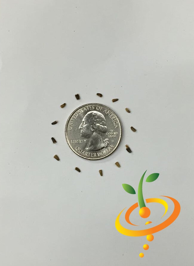 Chicory Witloof white seeds arranged around a US quarter for size comparison